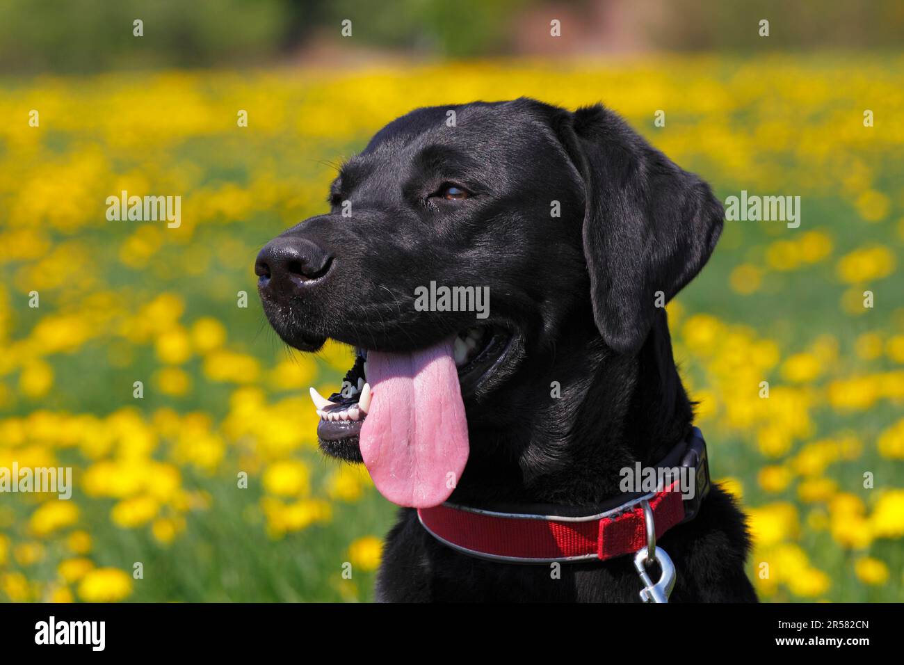 Labrador retriever, male, black, collar Stock Photo