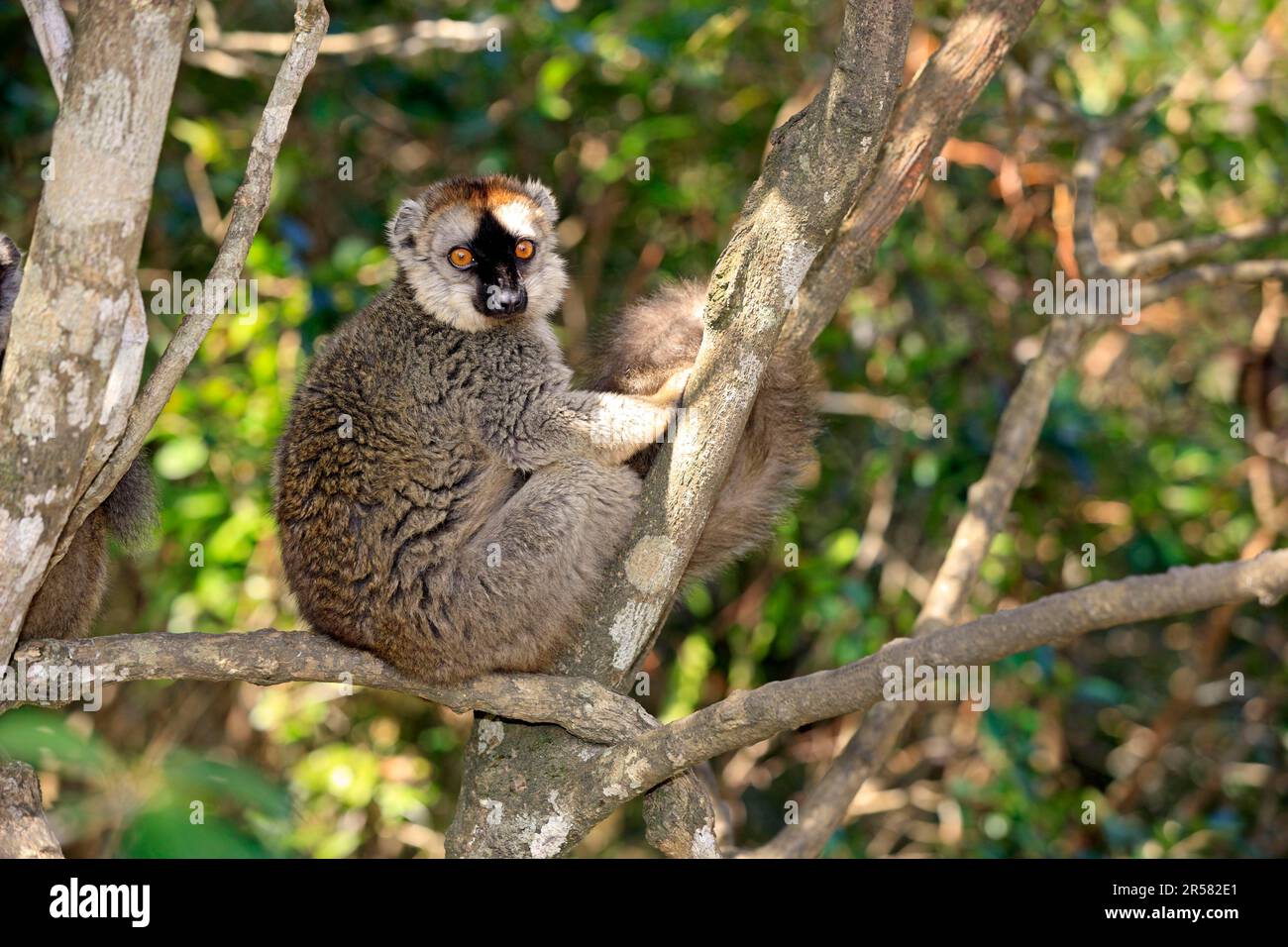 Red-Fronted Lemur, Berenty Reserve, Madagascar (Lemur fulvus rufus) Stock Photo