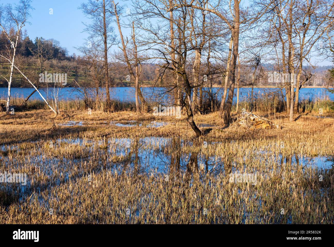 A tranquil wilderness scene of a lake reflecting the sky amongst lush grass and trees in