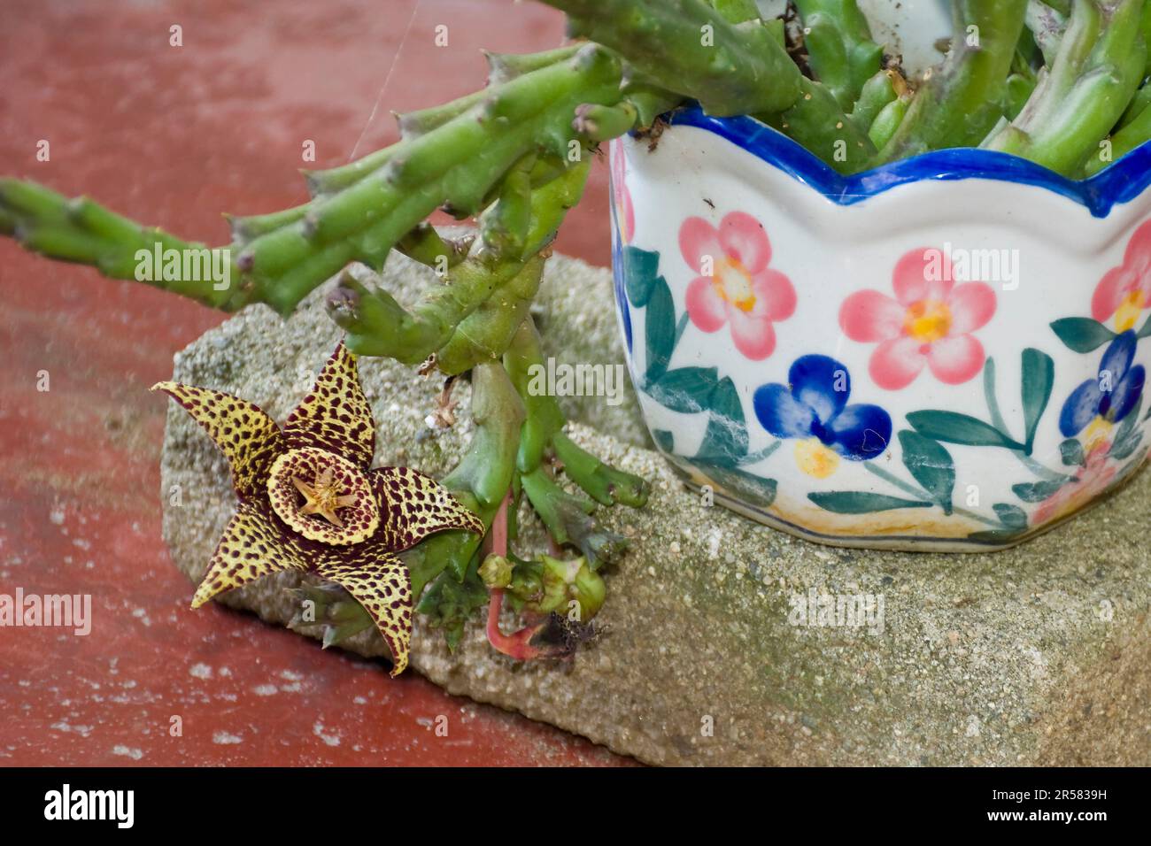 Huernia succulent with green stems bursts into exotic star shaped flowers in the Spring and summer Stock Photo