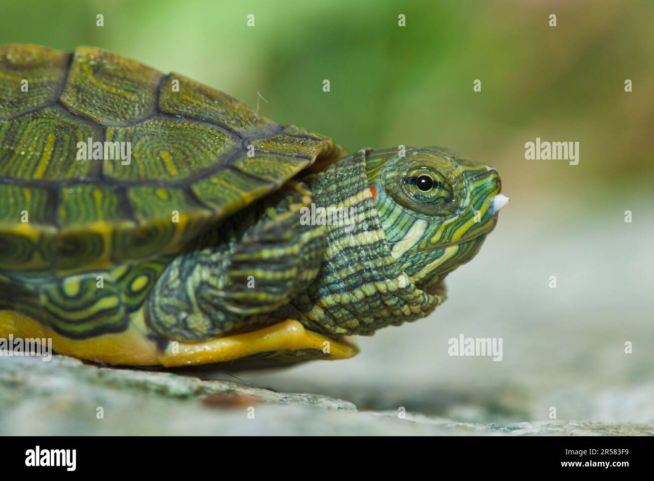 Red-eared Turtle, hatchling, 12 days, with egg tooth (Pseudemys scripta elegans), Red-eared Slider (Trachemys scripta elegans), side Stock Photo