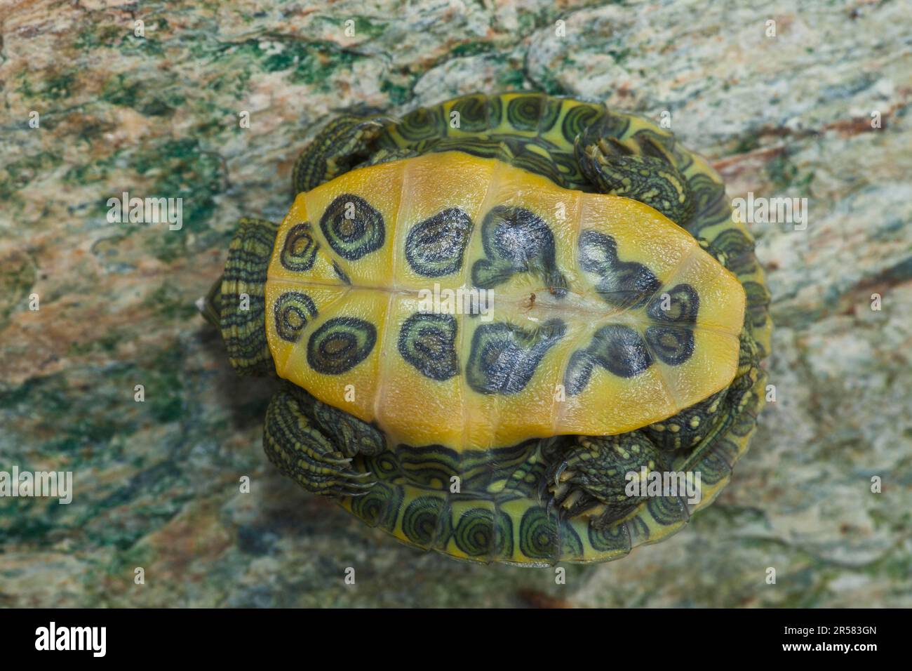 Red-eared Turtle, hatchling, 12 days, with egg tooth (Pseudemys scripta elegans), Red-eared Slider (Trachemys scripta elegans), plastron Stock Photo