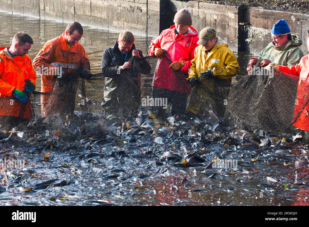 Men pull together fishing net, fishing basin, drained carp pond