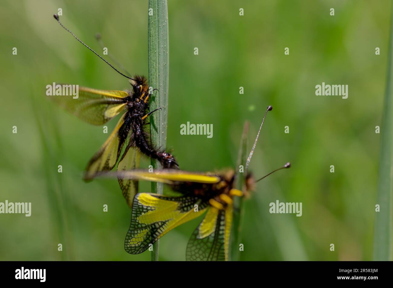Closeup of wild libelloides coccajus with yellow wings and black