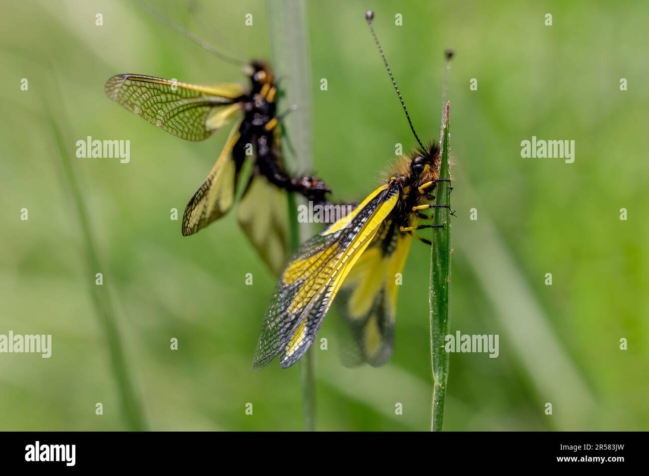 Closeup of wild libelloides coccajus with yellow wings and black