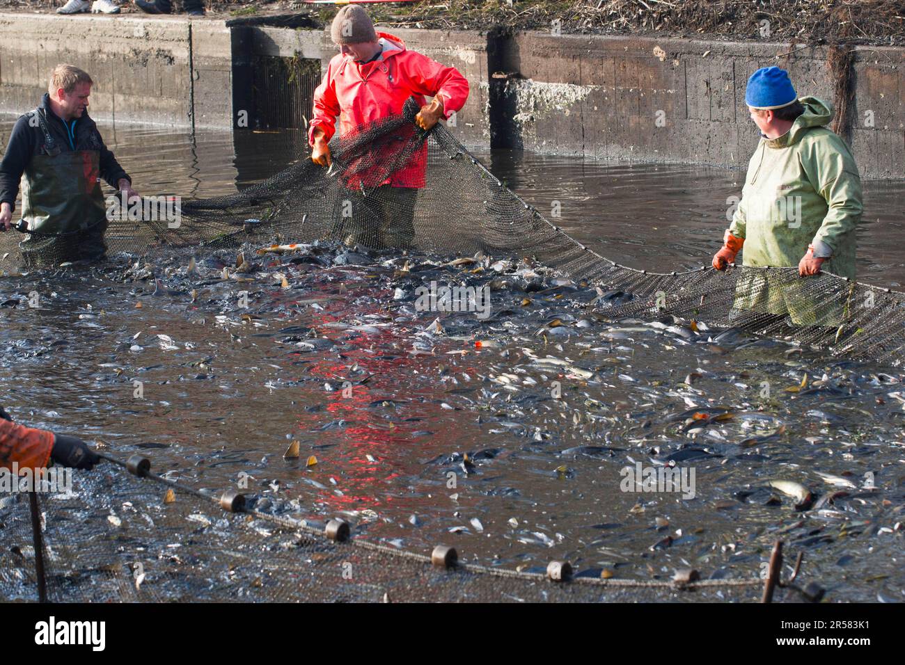 Men pull together fishing net, fishing basin, drained carp pond