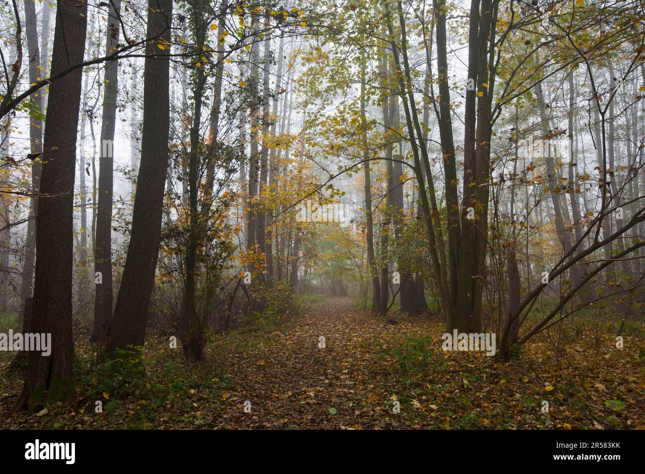 Deciduous forest, Lammer Holz nature reserve, Braunschweig, Lower Saxony,  Germany Stock Photo - Alamy