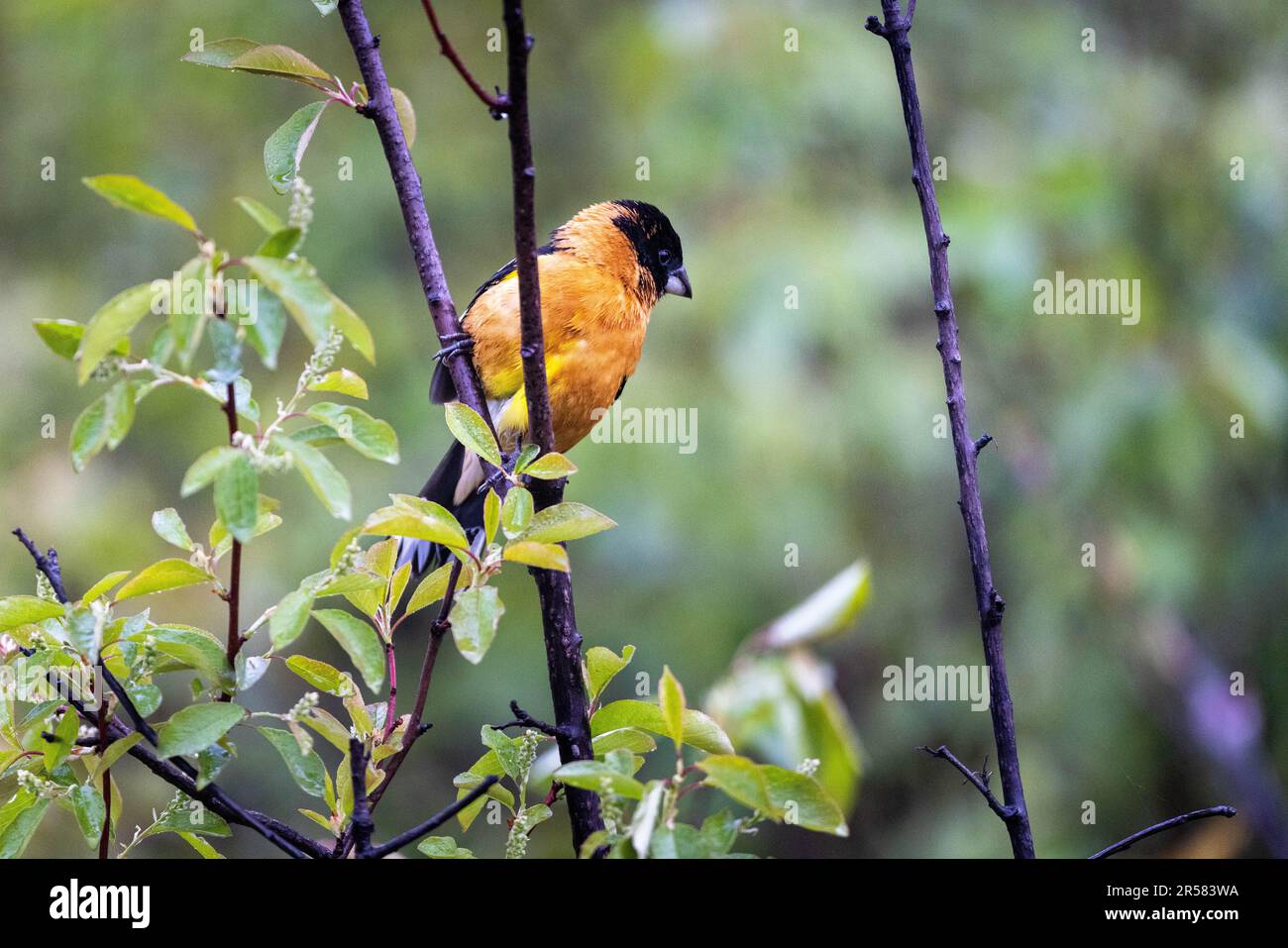 A blackheaded grosbeak looking down from its perch after a rain shower