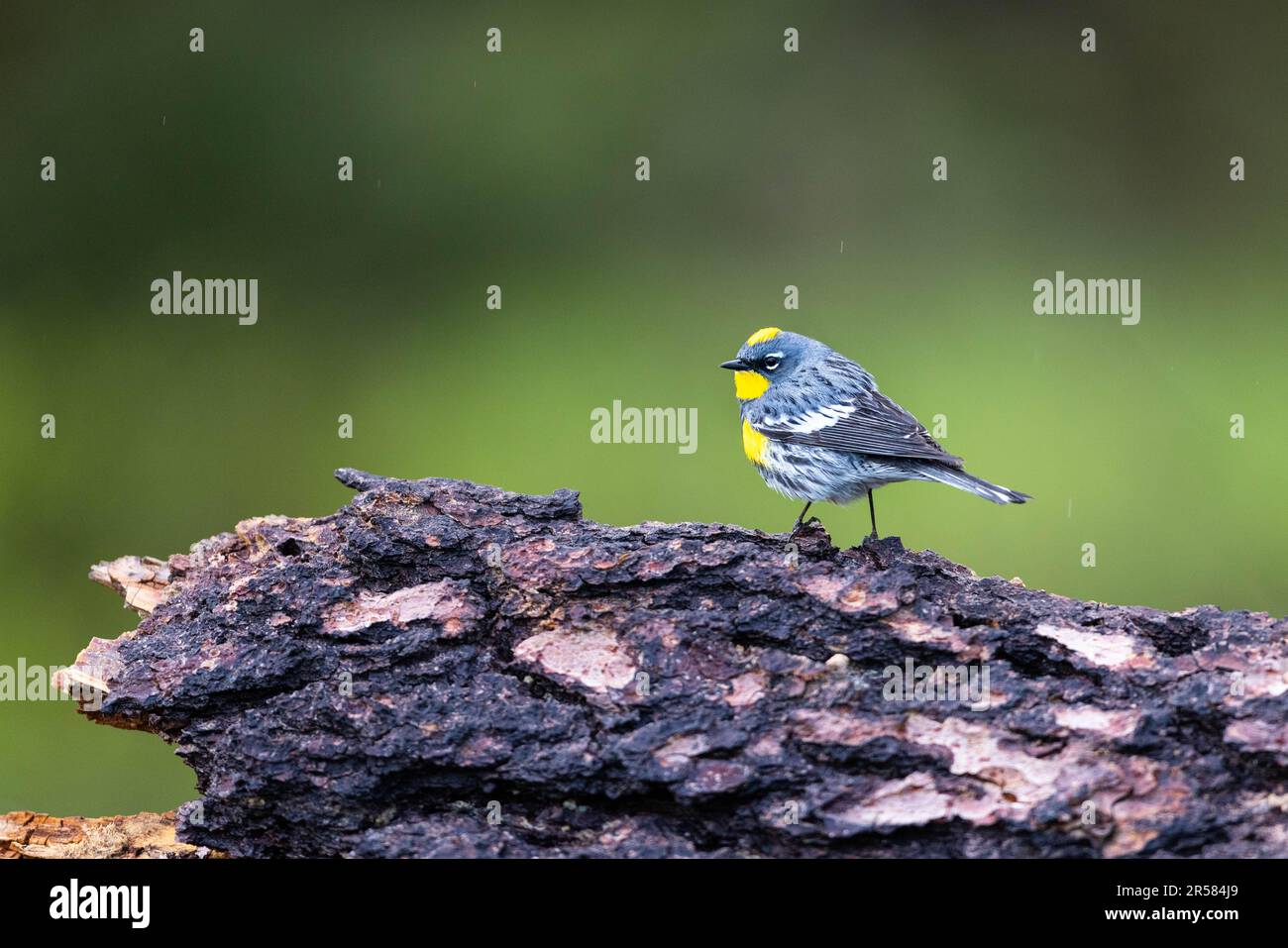 A yellowrumped warbler looking out from an old log during a light rain