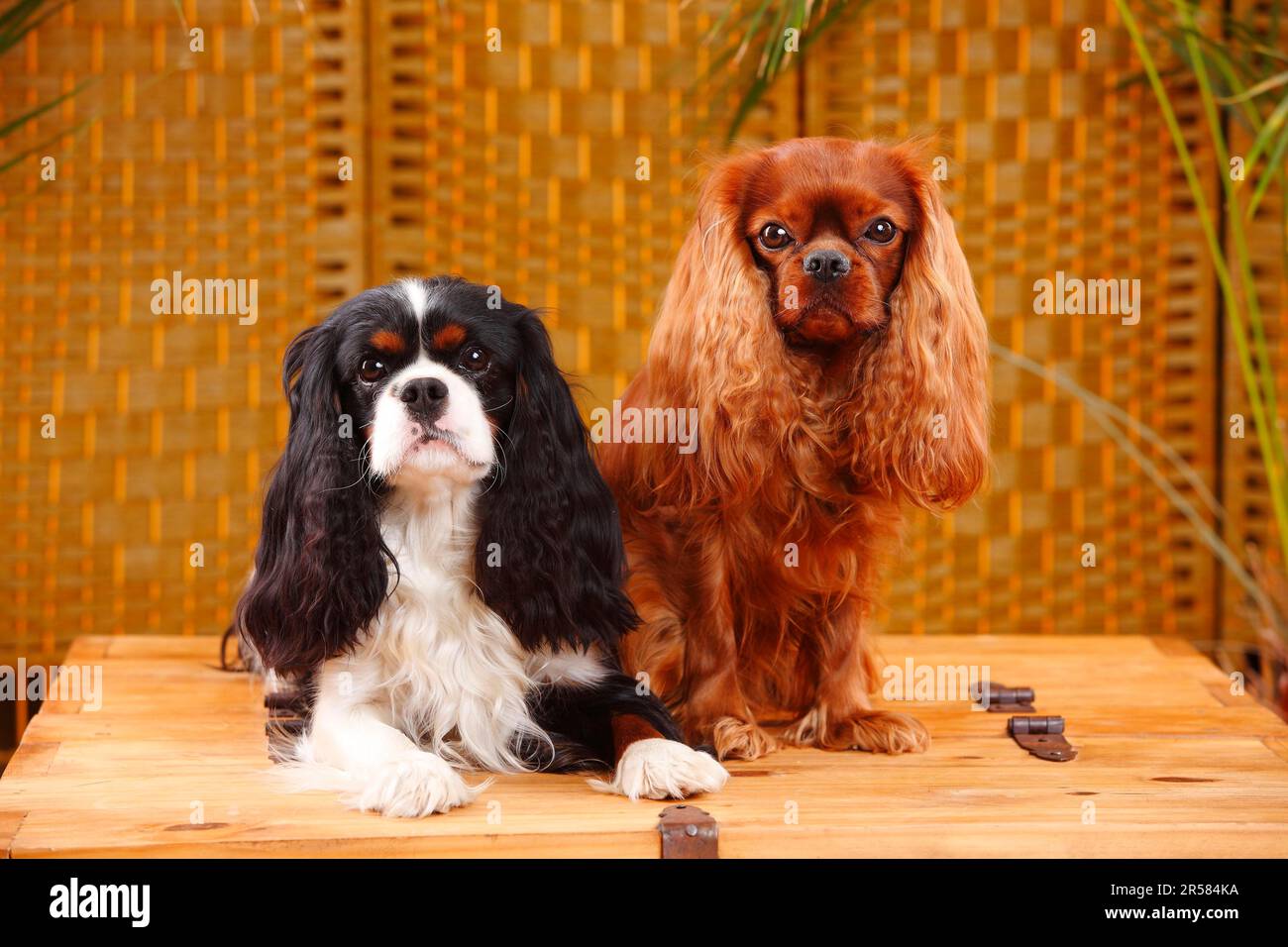 ruby red king charles cavalier