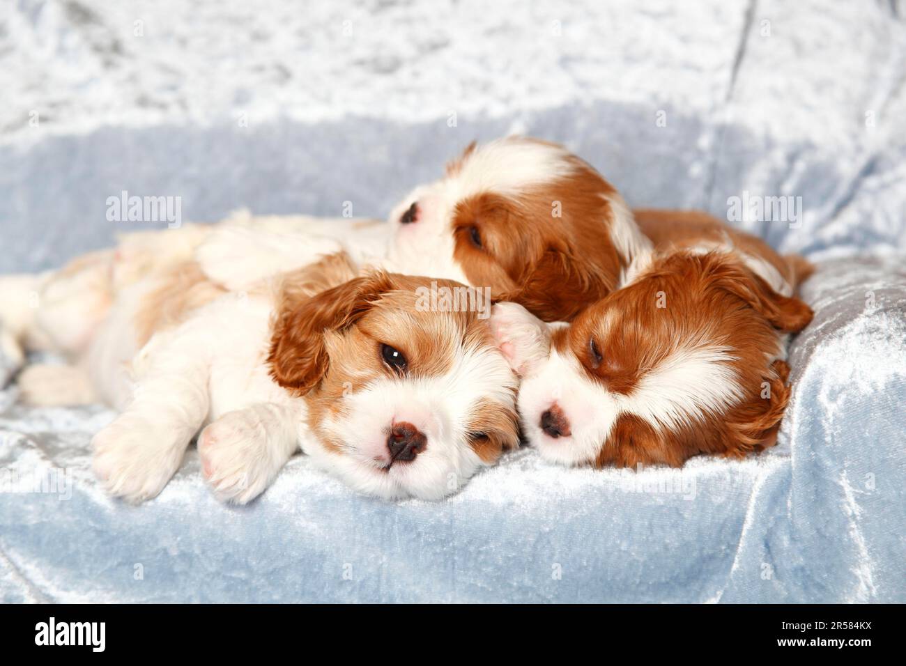 blenheim cavalier king charles puppies