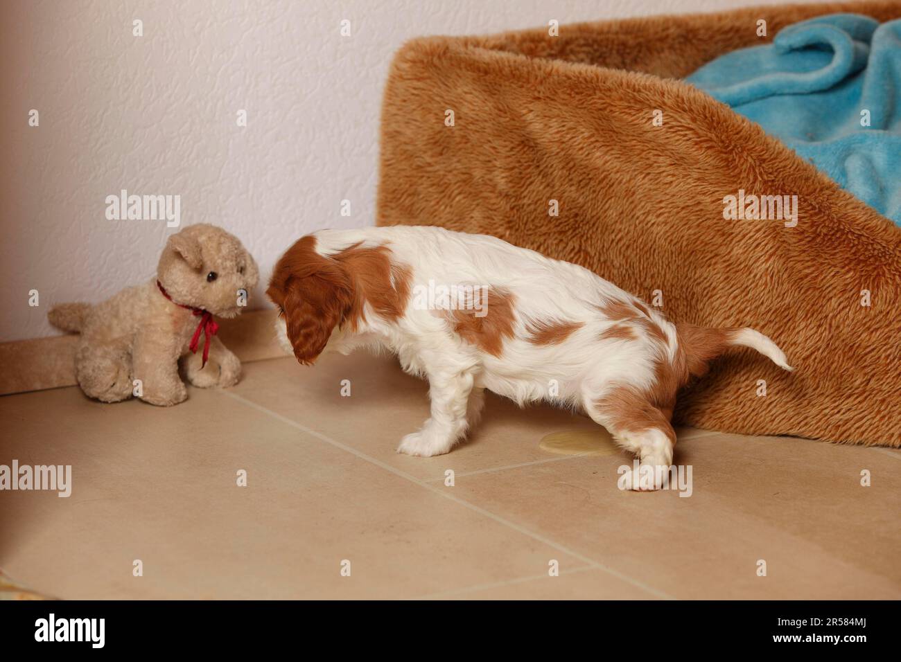 Cavalier King Charles Spaniel, puppy, Blenheim, 5 weeks, urinating