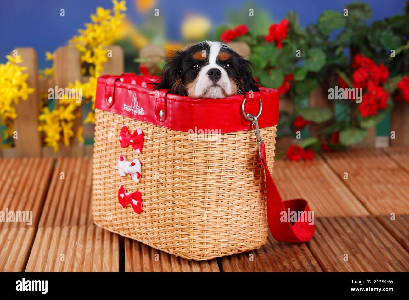 Three Cavalier King Charles Spaniels On A Rug Weekender Tote Bag By English School - Bridgeman Prints