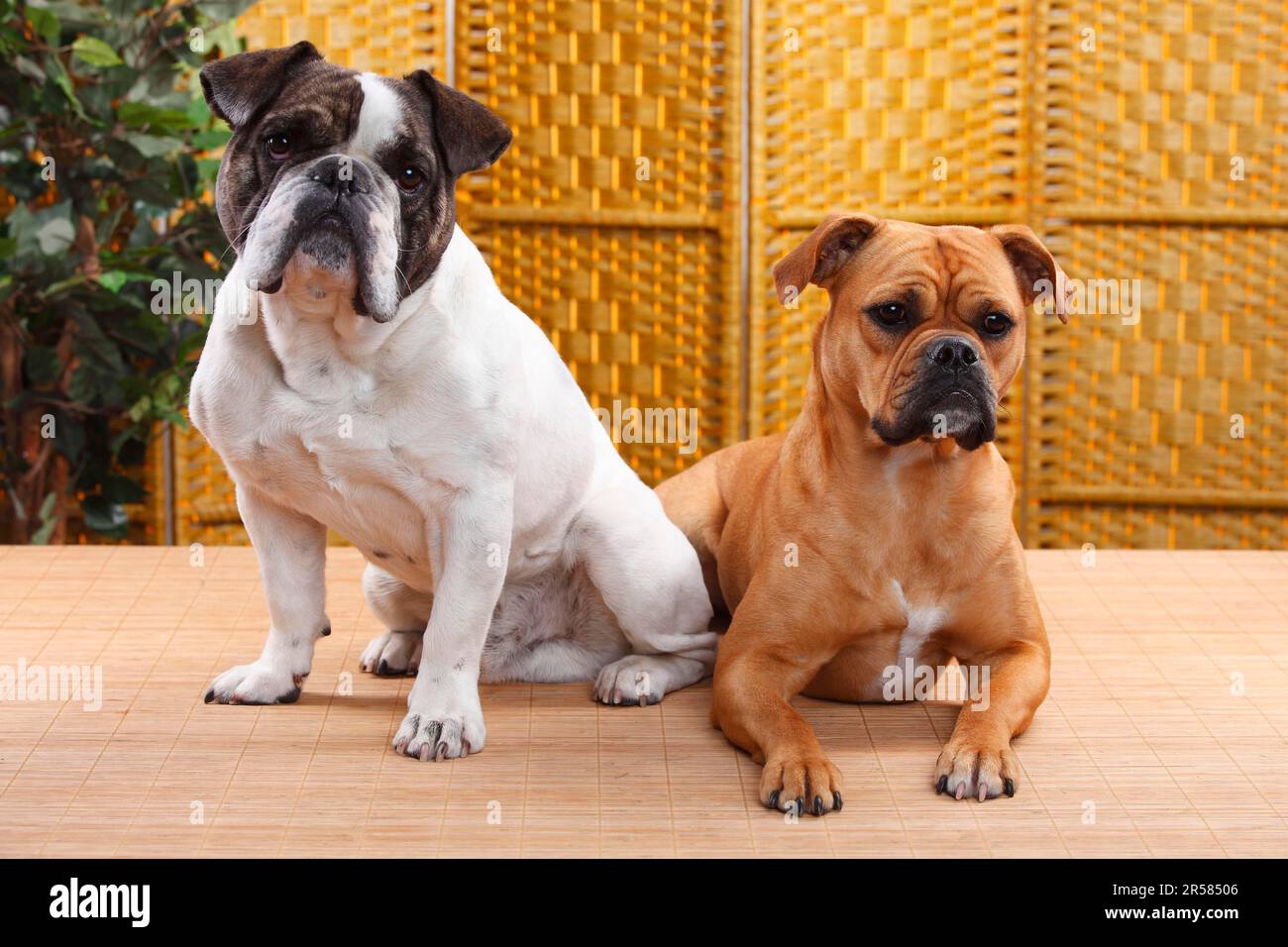 Olde English Bulldog, female, and mixed breed dog (English x French Bulldog), male, Continental Bulldog, Continental Bulldog, Bulldog mix, Bulldog Stock Photo