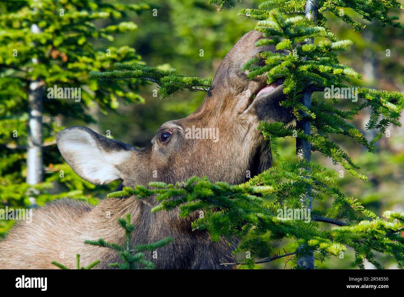 Elk (Alces alces), female, feeding on balsam spruce, Gaspesie National Park, balsam fir (Abies balsamea), Canada Stock Photo