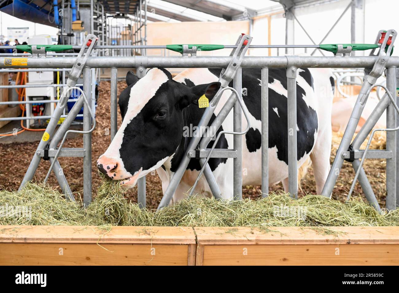 Dairy cow Holstein Stock Photo - Alamy