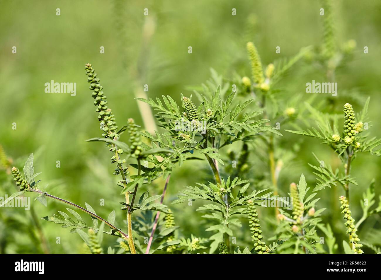 Ragweed closeup, common allergy plant Stock Photo Alamy