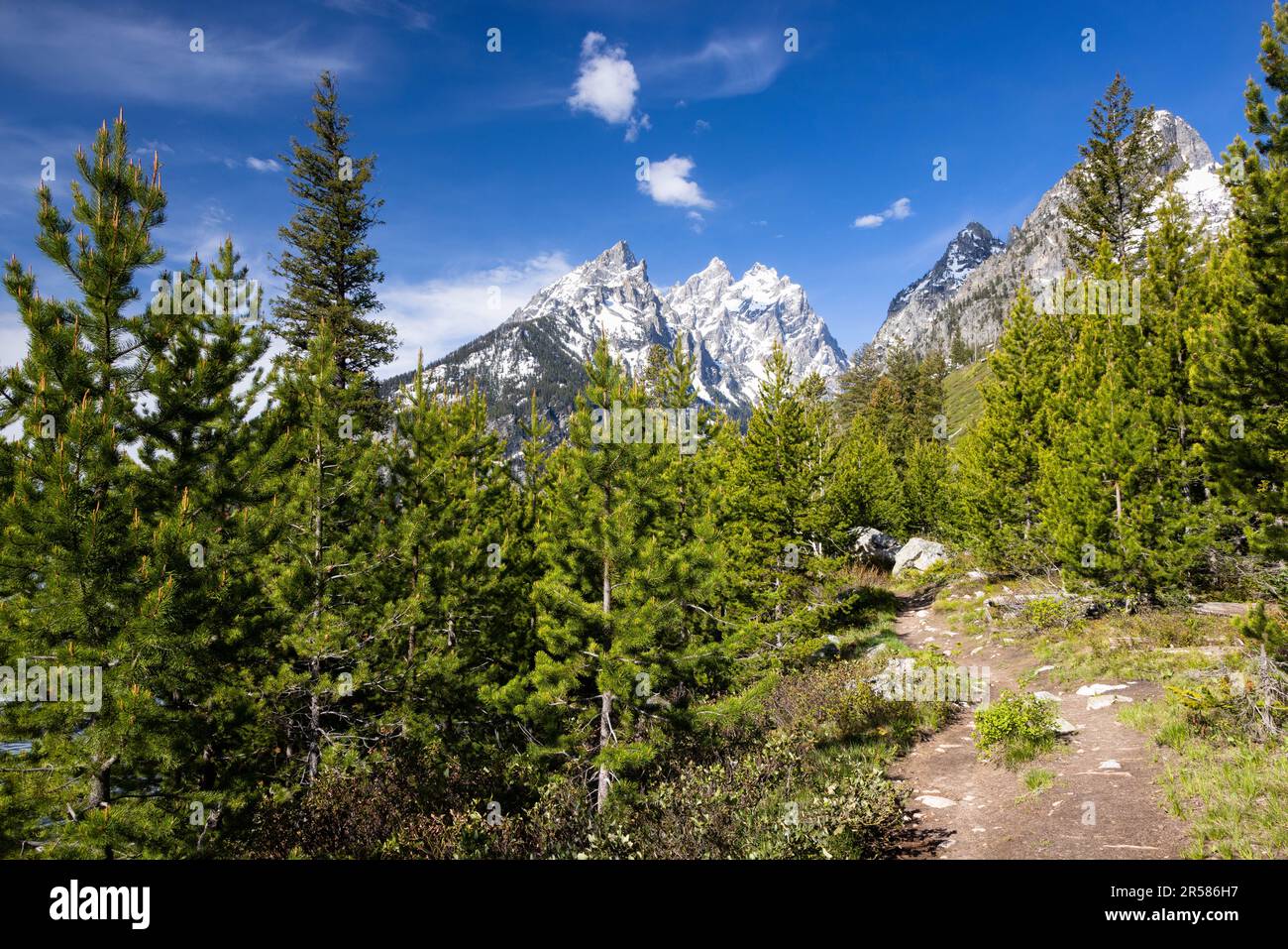 the-cathedral-group-of-tetons-rising-beyond-the-jenny-lake-loop-trail