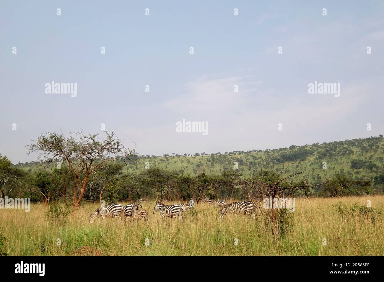 Akagera rwanda hi-res stock photography and images - Alamy