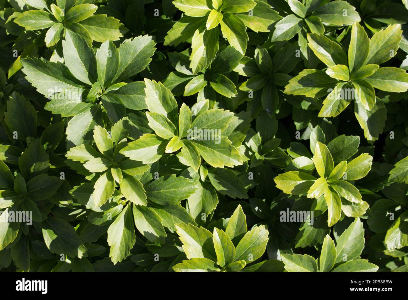 Close-up of a pachysandra shrub, natural background. The Pachysandra plant, which forms dense thickets, is used in urban landscaping, landscape design Stock Photo