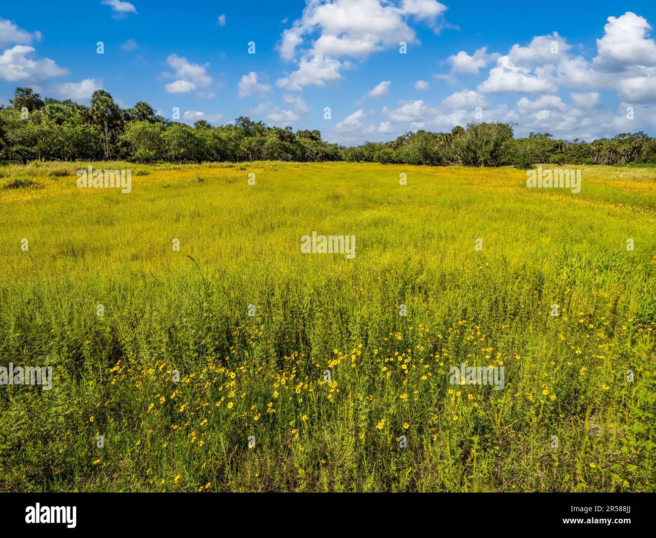 Coreopsis commonly known as Tickseed the Florida state wildflower in Myakka River State Park in