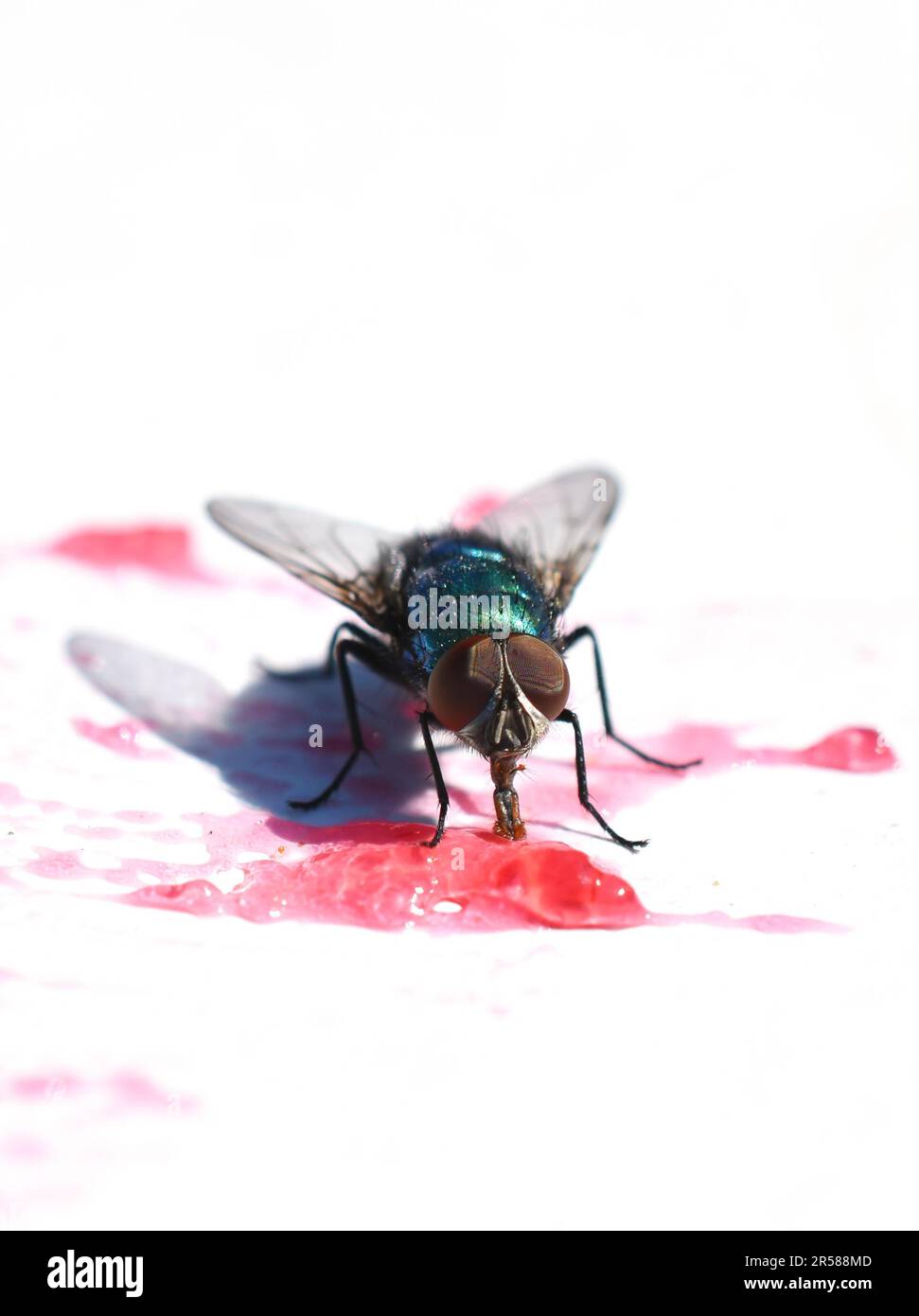 Common green bottle fly Lucilia sericata eating jam from a white plate Stock Photo