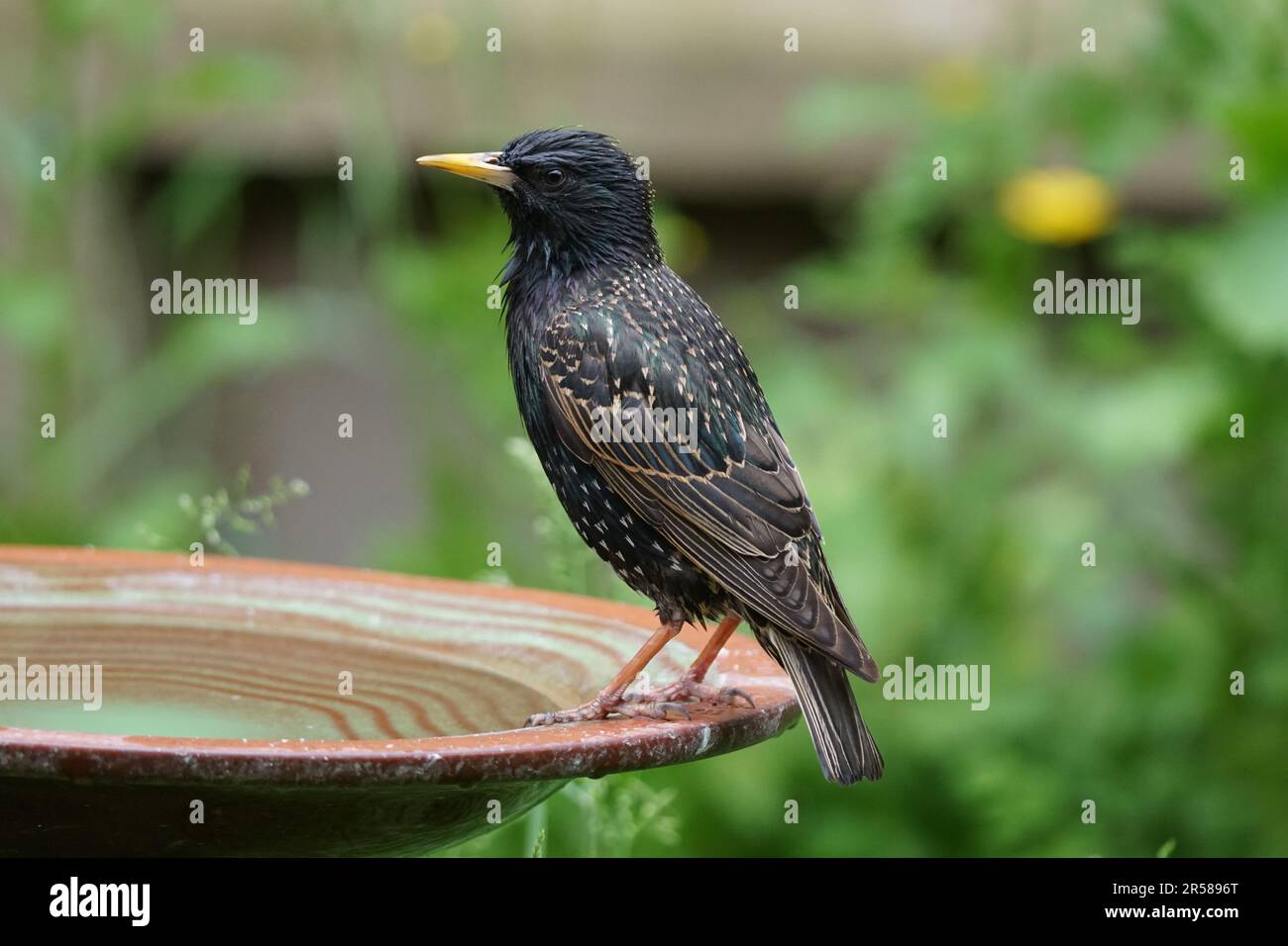 Starling sturnus vulgaris at a bird bath uk stock photo alamy