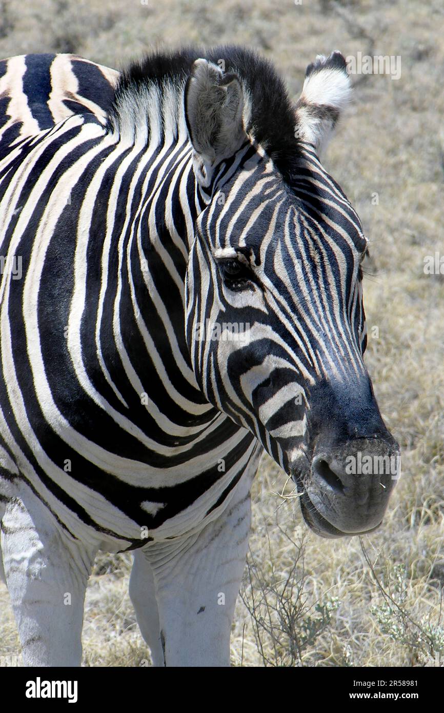 Zebra animal safari hi-res stock photography and images - Alamy