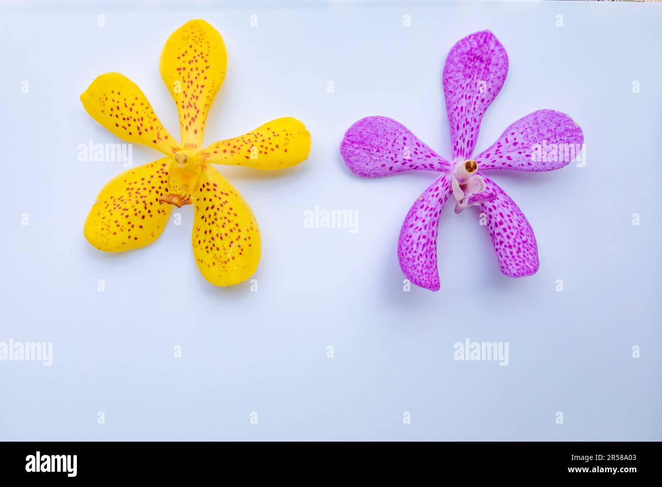 Yellow and Purple Vanda coerulea orchid flower, isolated on white background Stock Photo