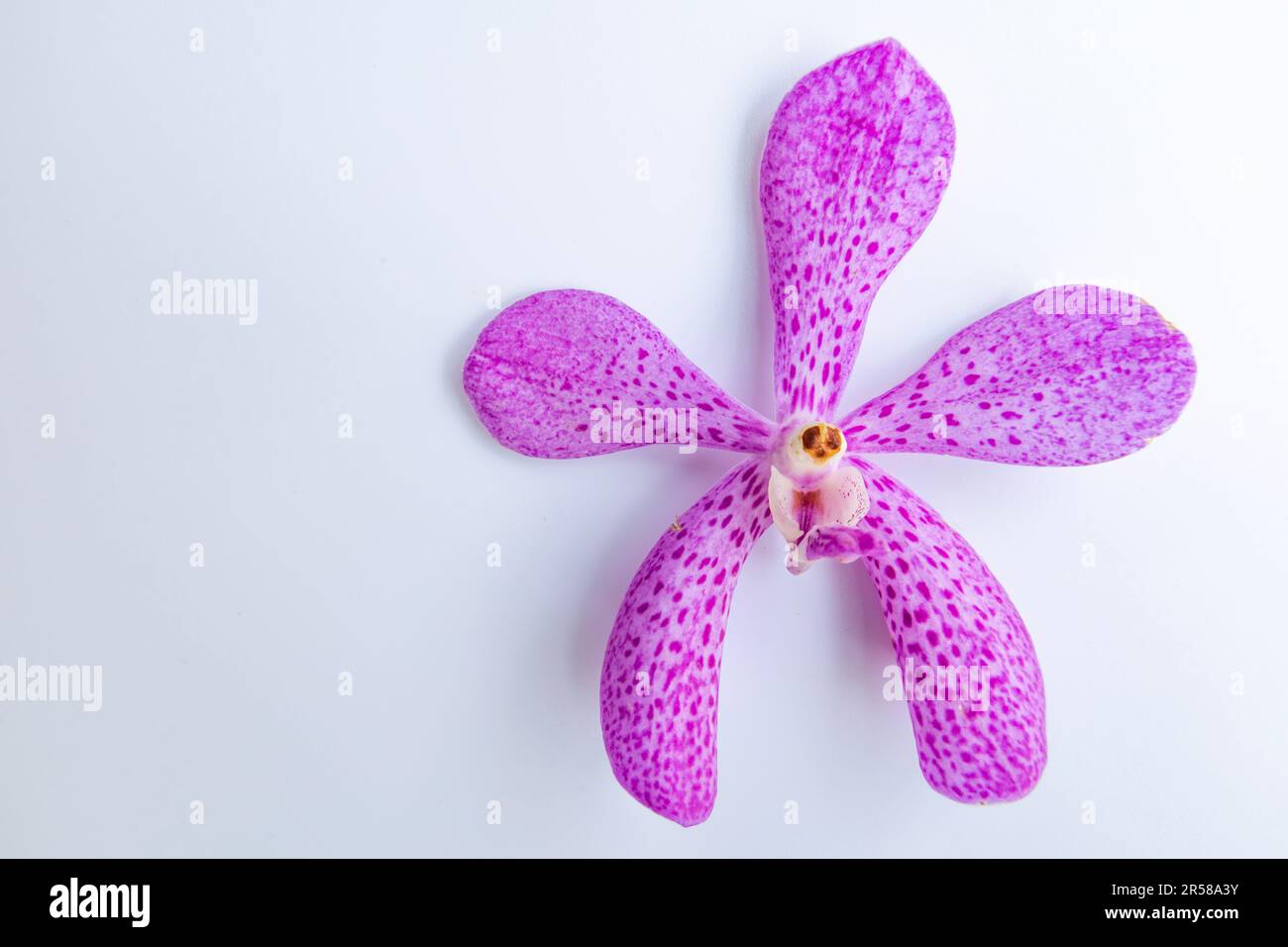Branch of Purple orchid flower, Vanda coerulea orchid isolated background with free space Stock Photo