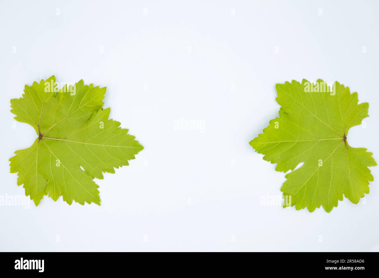 Green young vine leaf isolated on white background Stock Photo - Alamy