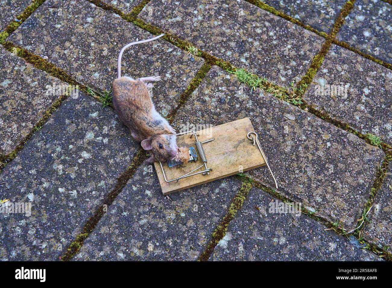 Mouse killed in a metal mouse trap Stock Photo - Alamy