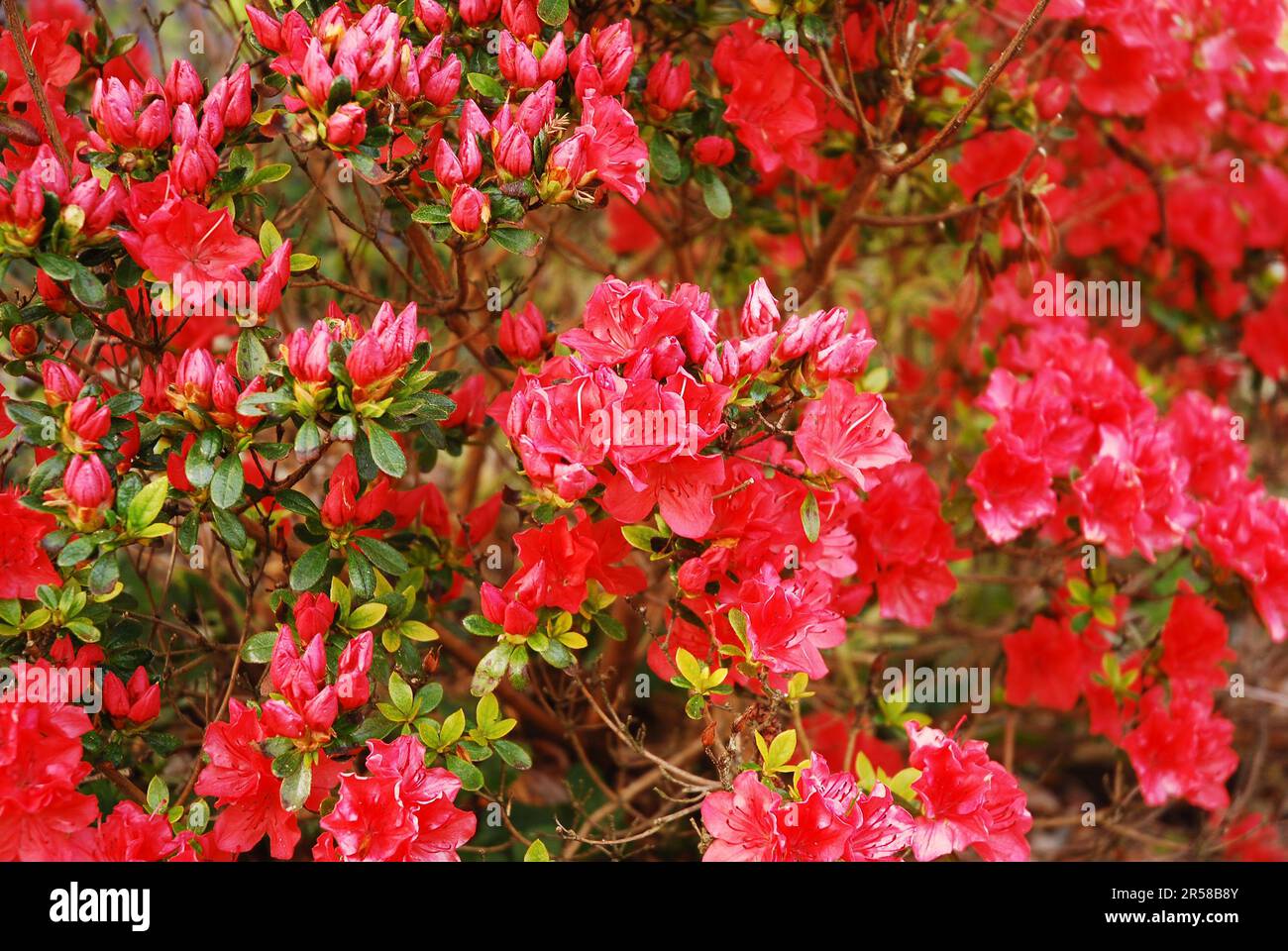 Rhododendron japonicum, known as Japanese azalea is an ornamental shrub ...