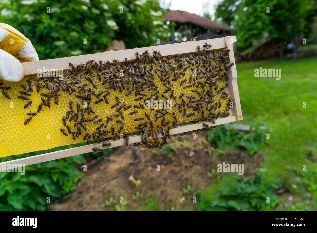 Newly built honeycomb on a frame being filled with honey by young bees. Close-up of the frame in the beekeeper's hand outdoors at the apiary Stock Photo