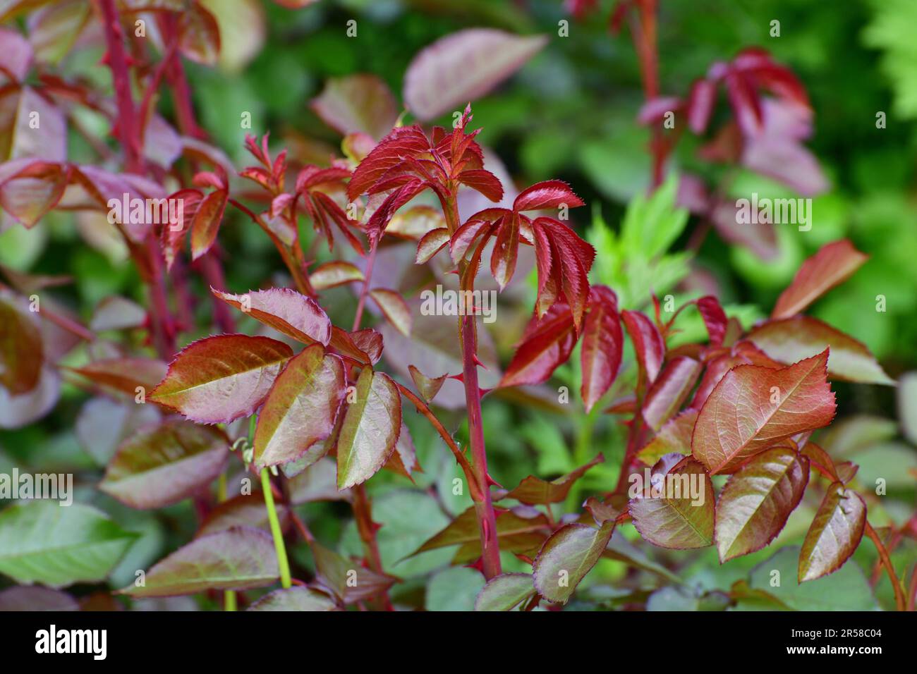 Young red rose shoots in spring Stock Photo Alamy