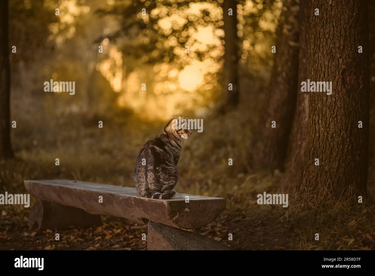 Cat is sitting on the bench in the garden Stock Photo