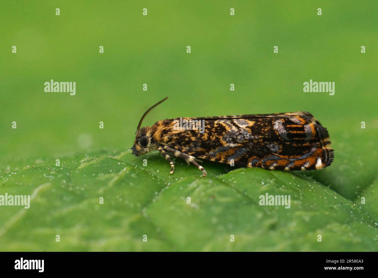 Natural closeup on the Cherry Bark Tortrix micro moth, sitting on a green leaf Stock Photo