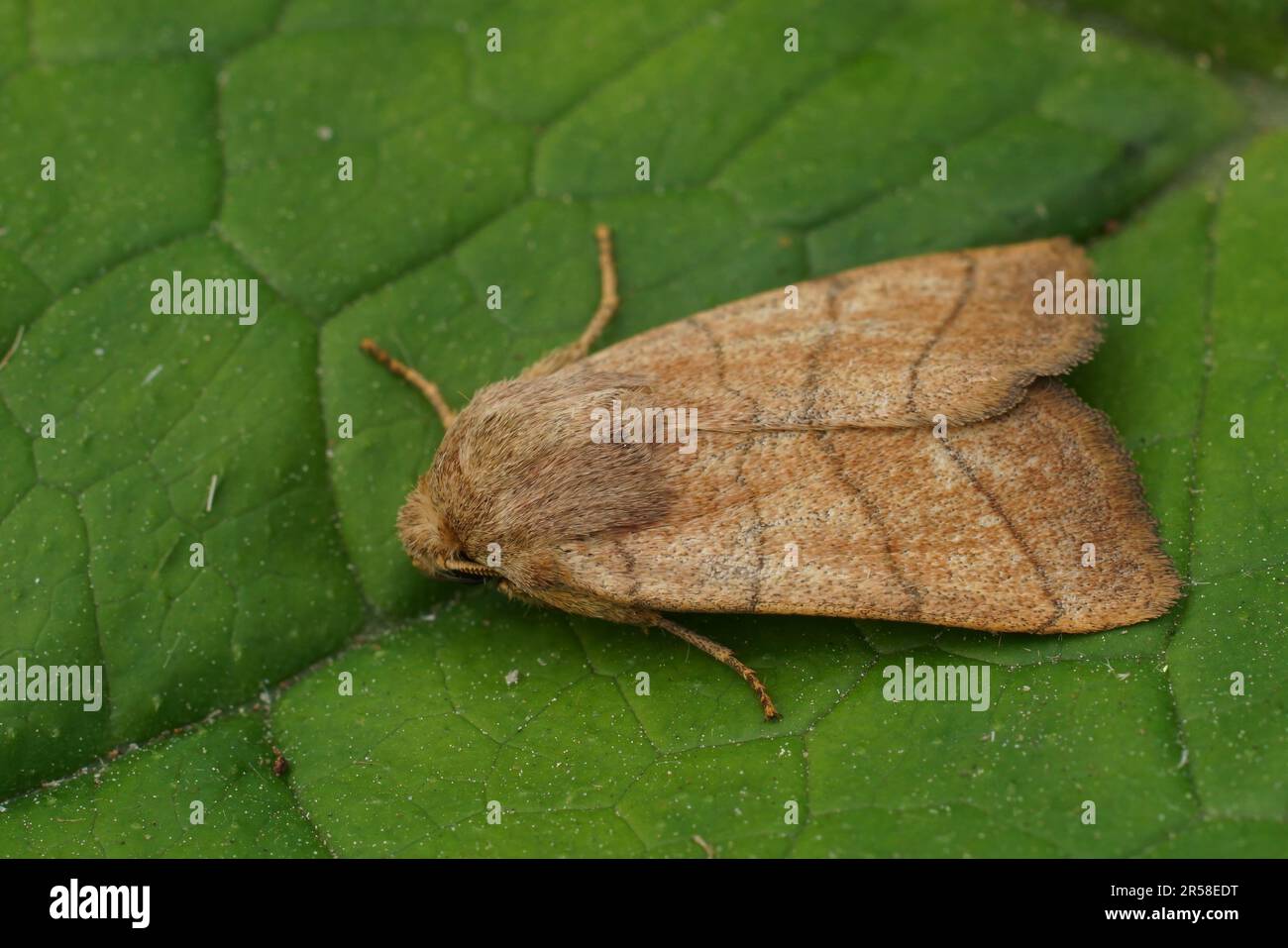 Detailed closeup on the orange colored Treble Lines owlet moth, Charanyca trigrammica Stock Photo
