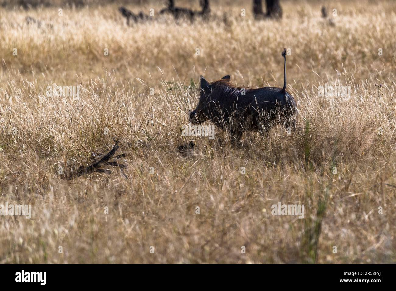 Warthogs are also called Radio Africa because of their erect tails when