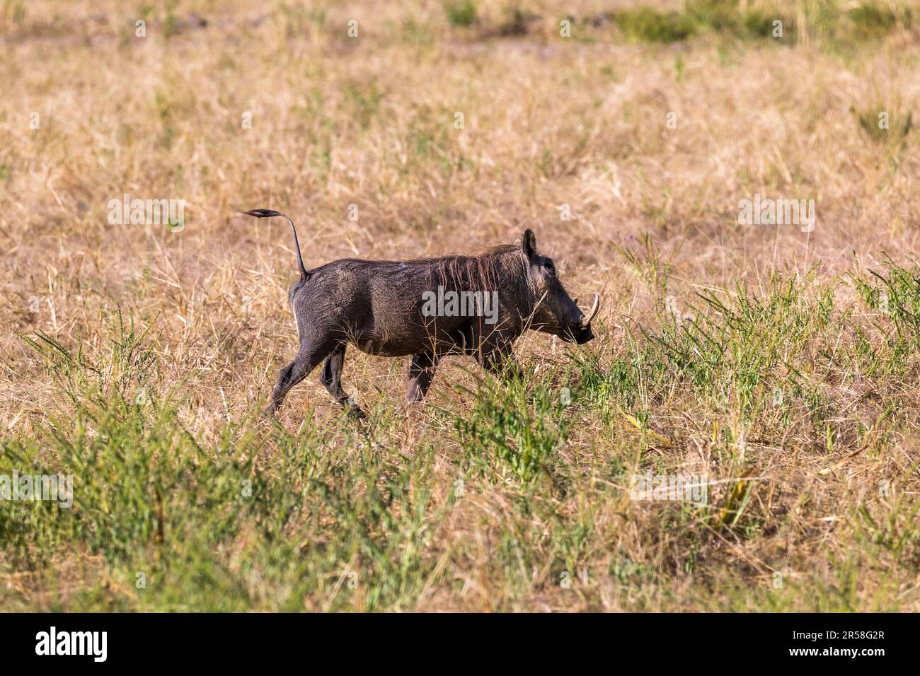 Warthogs are also called Radio Africa because of their erect tails when