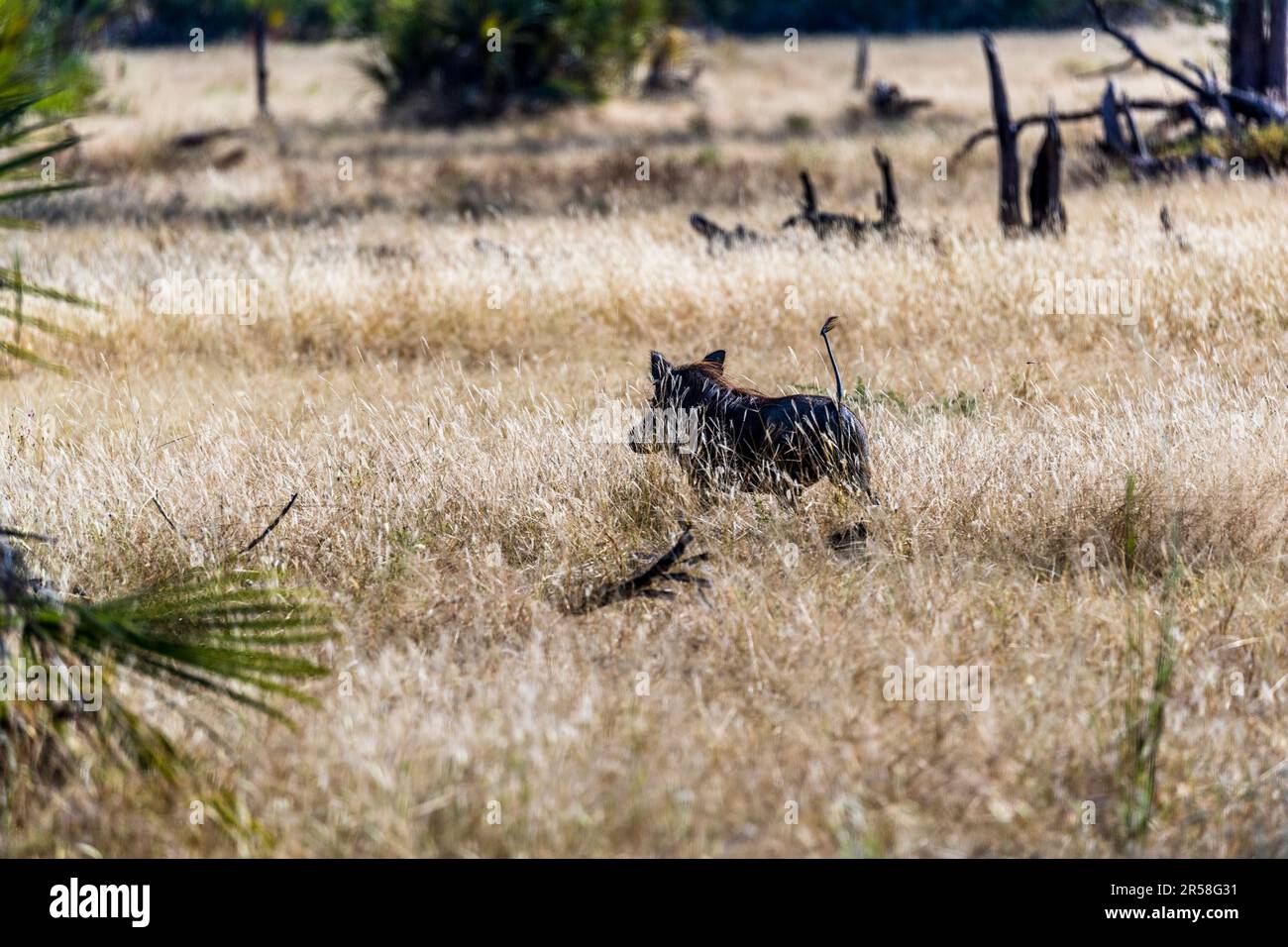 Warthogs are also called Radio Africa because of their erect tails when
