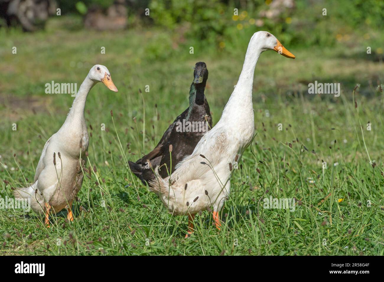 Indian Runner ducks Stock Photo