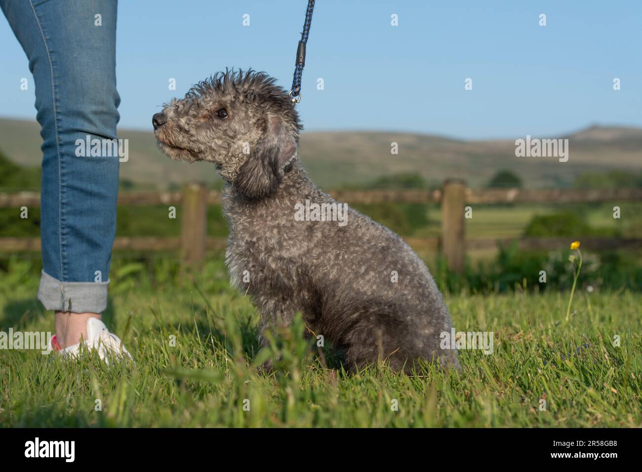 Bedlington Terrier puppy with owner Stock Photo