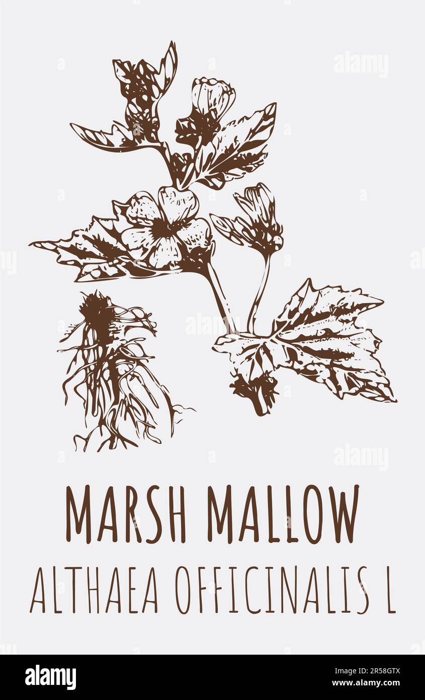 Drawings of MARSH MALLOW. Hand drawn illustration. Latin name ALTHAEA OFFICINALIS L. Stock Photo