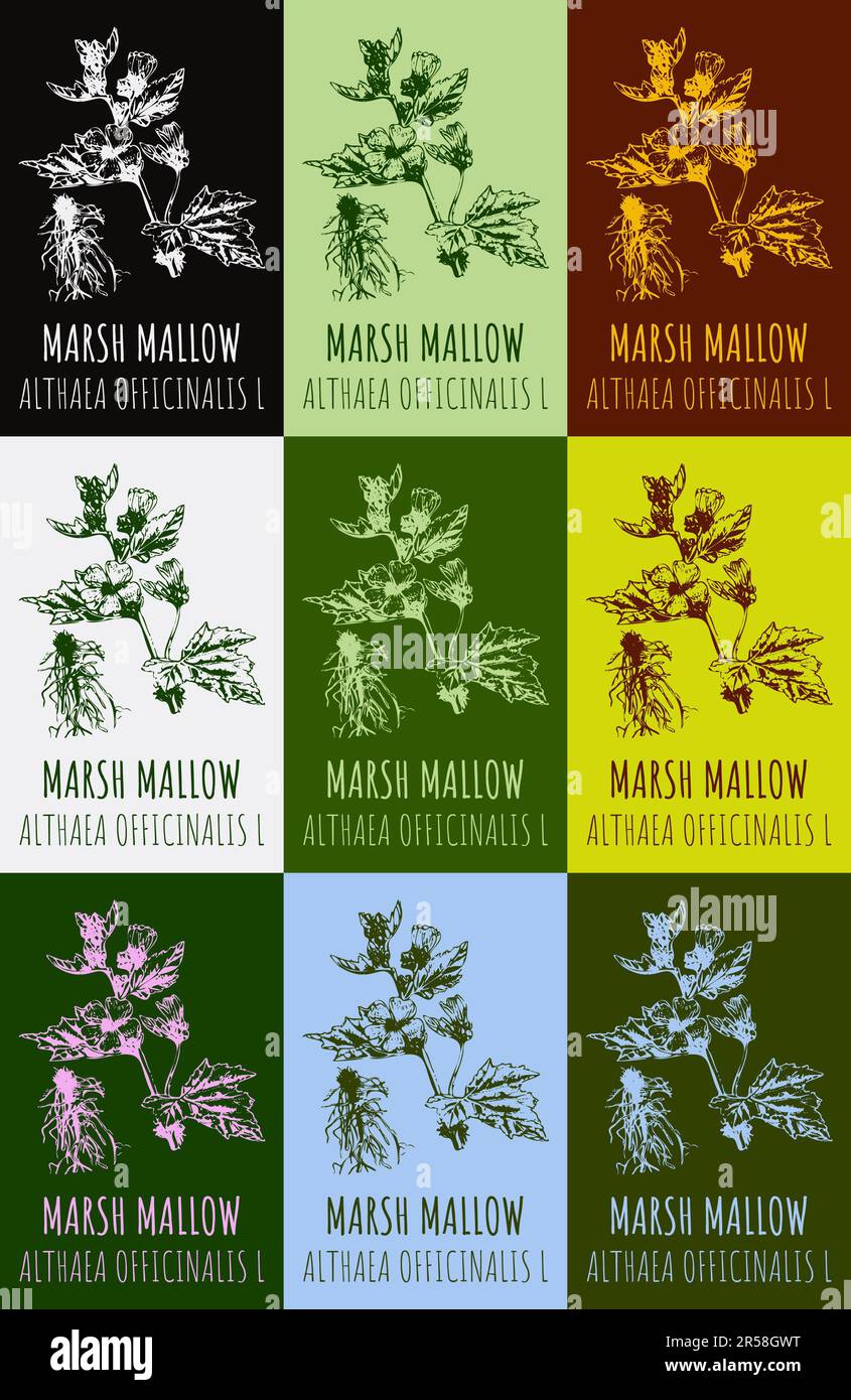 Set of drawings MARSH MALLOW in different colors. Hand drawn illustration. Latin name ALTHAEA OFFICINALIS L. Stock Photo