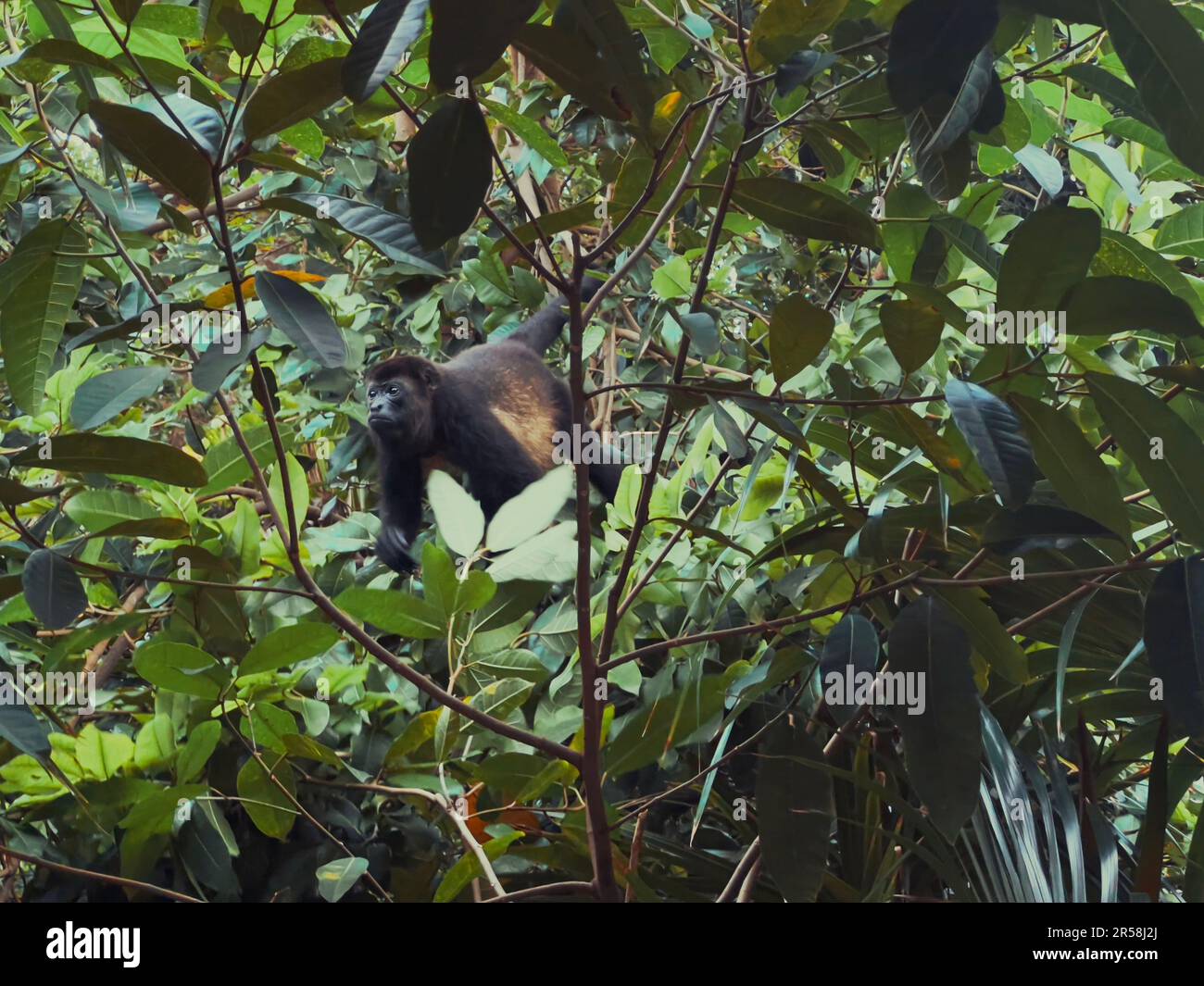 Monkey traverses through trees in Playa del Carmen, Quintana Roo, Mexico Stock Photo