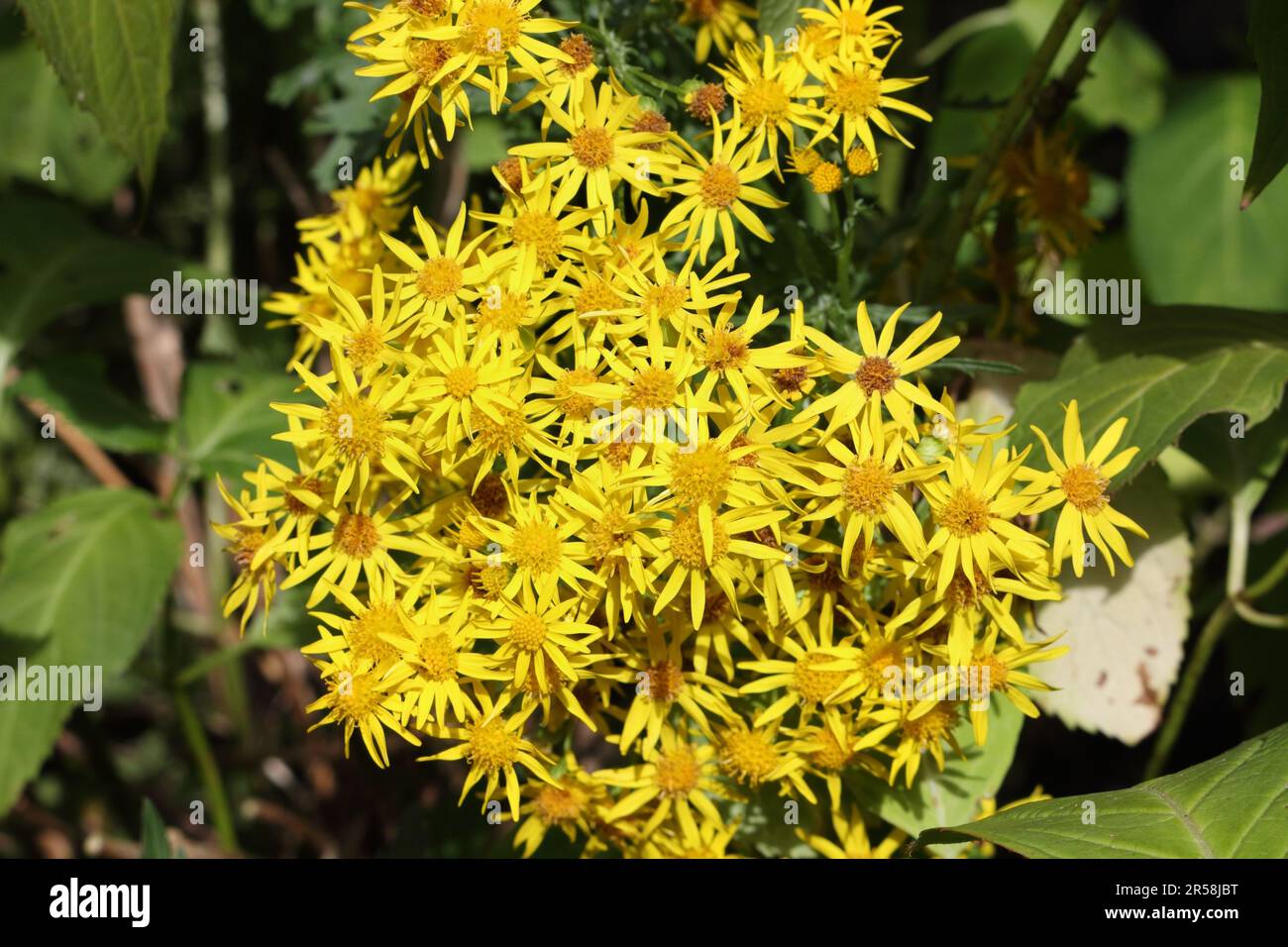 Ragwort wild plant yellow flowers, Jacobaea vulgaris Stock Photo