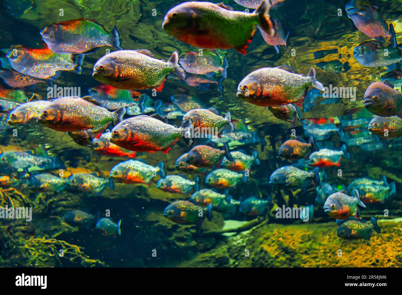 Piranhas in deep transparent water . School of predatory fish Stock ...