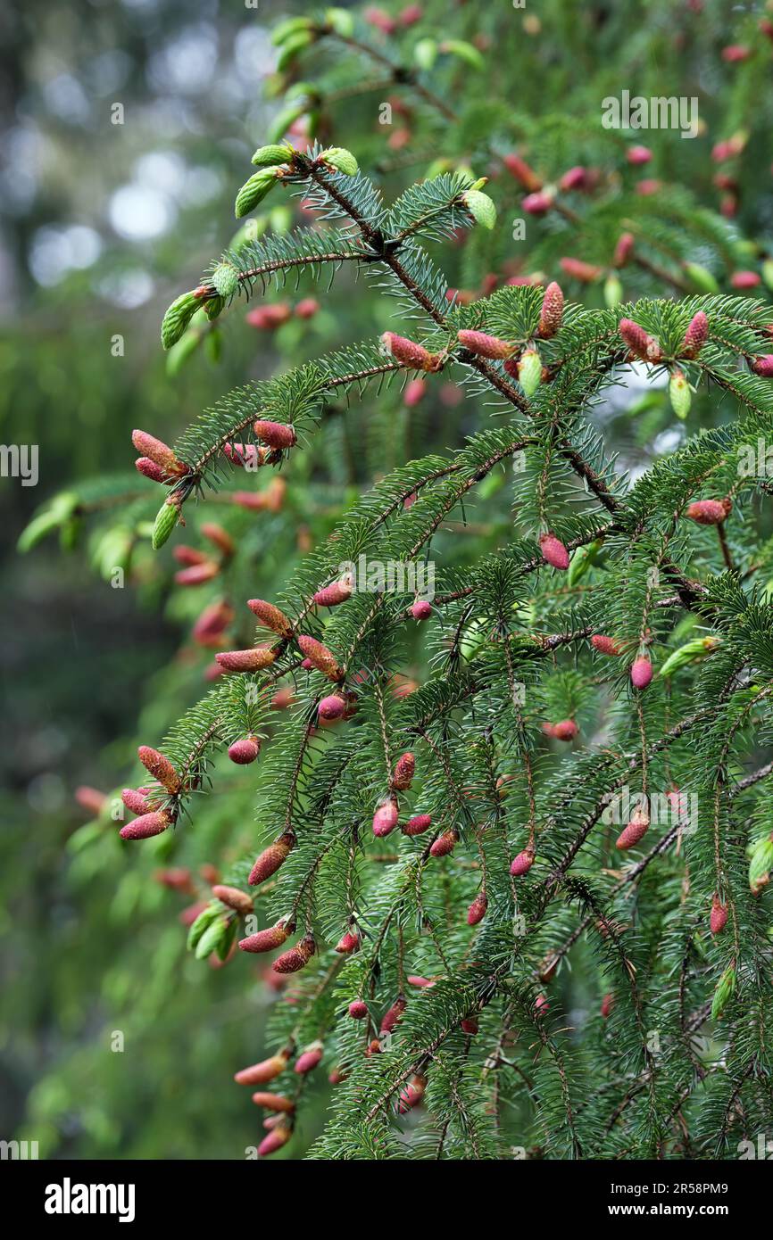 Spruce tips and spruce buds on a Sitka spruce tree branch in Southeast Alaska in spring. Stock Photo