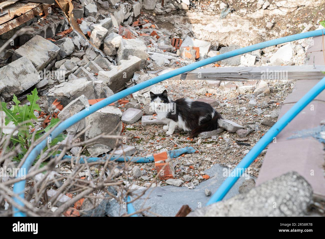 A stray cat seen in ruins of village of Bohorodychne in Donetsk region by Russian forces during occupation from August 2022 until September 2022. Russian forces attacked the village in May 2022 and finally occupied the village in August for 2 months, it was liberated in September 2022. From the hills surrounding the village Russian forces shelled and destroyed homes, school and the famous Church of the Holy Mother of God ‘Joy of All Who Sorrow'. The church became a convent of the Sviatohirsk Lavra in 2008. The church belongs to the Ukrainian Orthodox Church (Moscow Patriarchate). (Photo by Lev Stock Photo